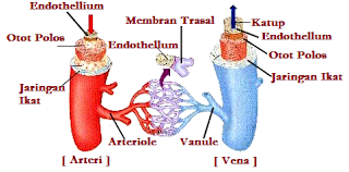 pembuluh darah yang menghantar darah menuju ke jantung Perbedaan Pembuluh Nadi (Arteri) & Pembuluh Balik (Vena)