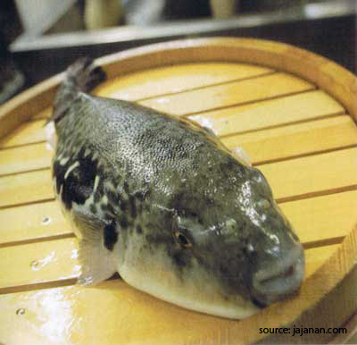 Ikan Buntal