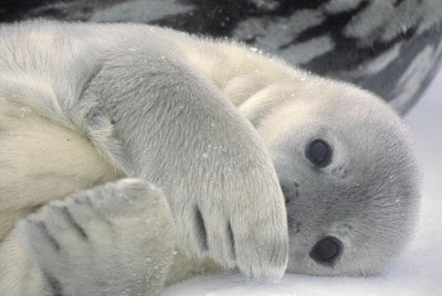 Cute Seal Seen On www.coolpicturegallery.us