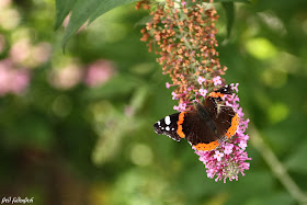 macro hummel flieder schmetterling butterfly
