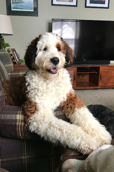 Bernedoodle puppies for sale in New England