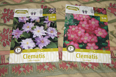 cheap clematis