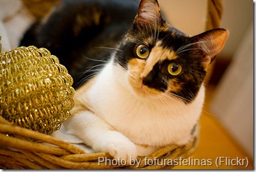 Cat Estelar in her favorite basket