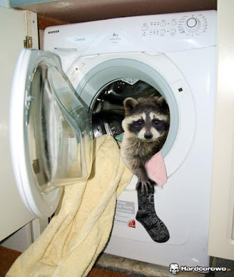 Pequeño intruso en maquina lavadora 