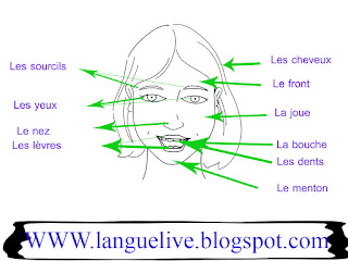 صفات الوجه بالفرنسية - le visage en arab 