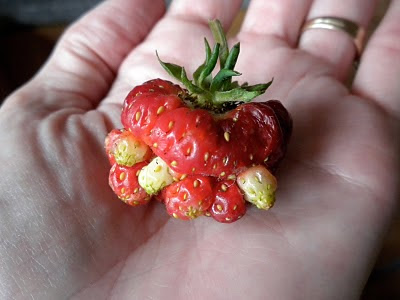 Gardening in Alaska