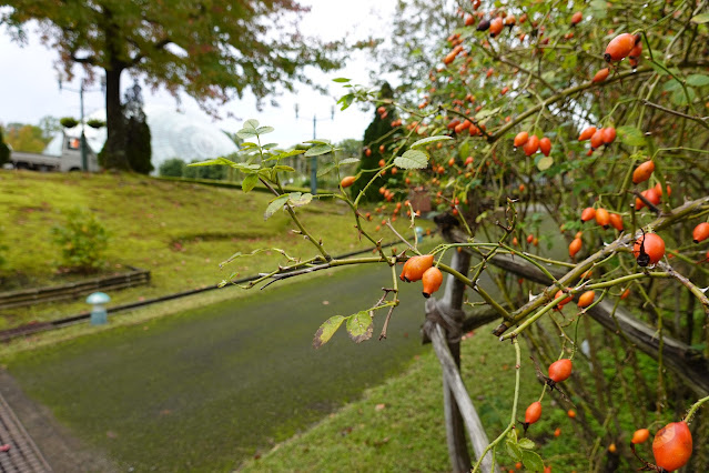 鳥取県西伯郡南部町鶴田　とっとり花回廊