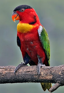 Beautiful Colorful Birds Pictures