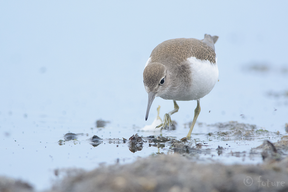 Vihitaja, Actitis hypoleucos, Common Sandpiper, Eurasian Sandpiper, tilder, jõgitilder