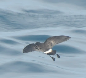 New Zealand Storm Petrel (Oceanites maorianus)