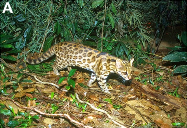 http://sciencythoughts.blogspot.co.uk/2014/10/a-new-species-of-leopard-cat-from-brazil.html