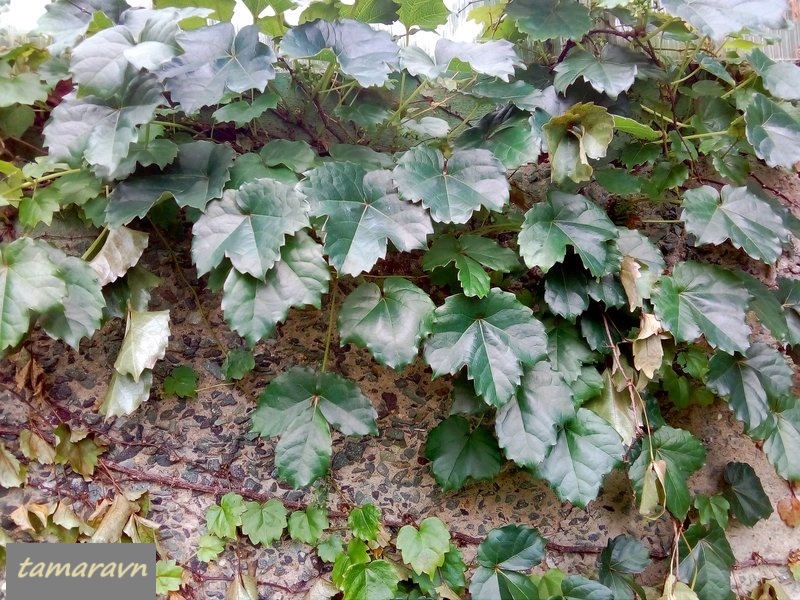 Девичий виноград триострённый (Parthenocissus tricuspidata)