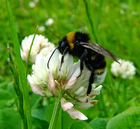 Cuckoo bumblebee (Bombus vestalis-) on clover, Cuckoo Bumblebee Behavior and Morphology, Cuckoo Bumblebee hives or nests not constructs nor numerous ways congregations or colonies, Queen of the Bumblebees is considered as a false queen usurps the place of the queen from another colony or hive, the Cuckoo Bumblebee hives or nests not constructs nor numerous ways congregations or colonies, http://althox.blogspot.com/2014/05/Cuckoo-Bumblebee-Behavior-and-Morphology.html