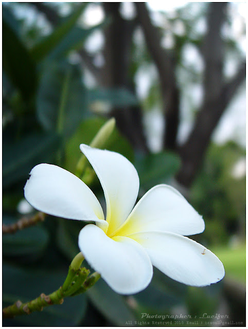 Flower Plumeria Camera Photo Bangkok Thailand