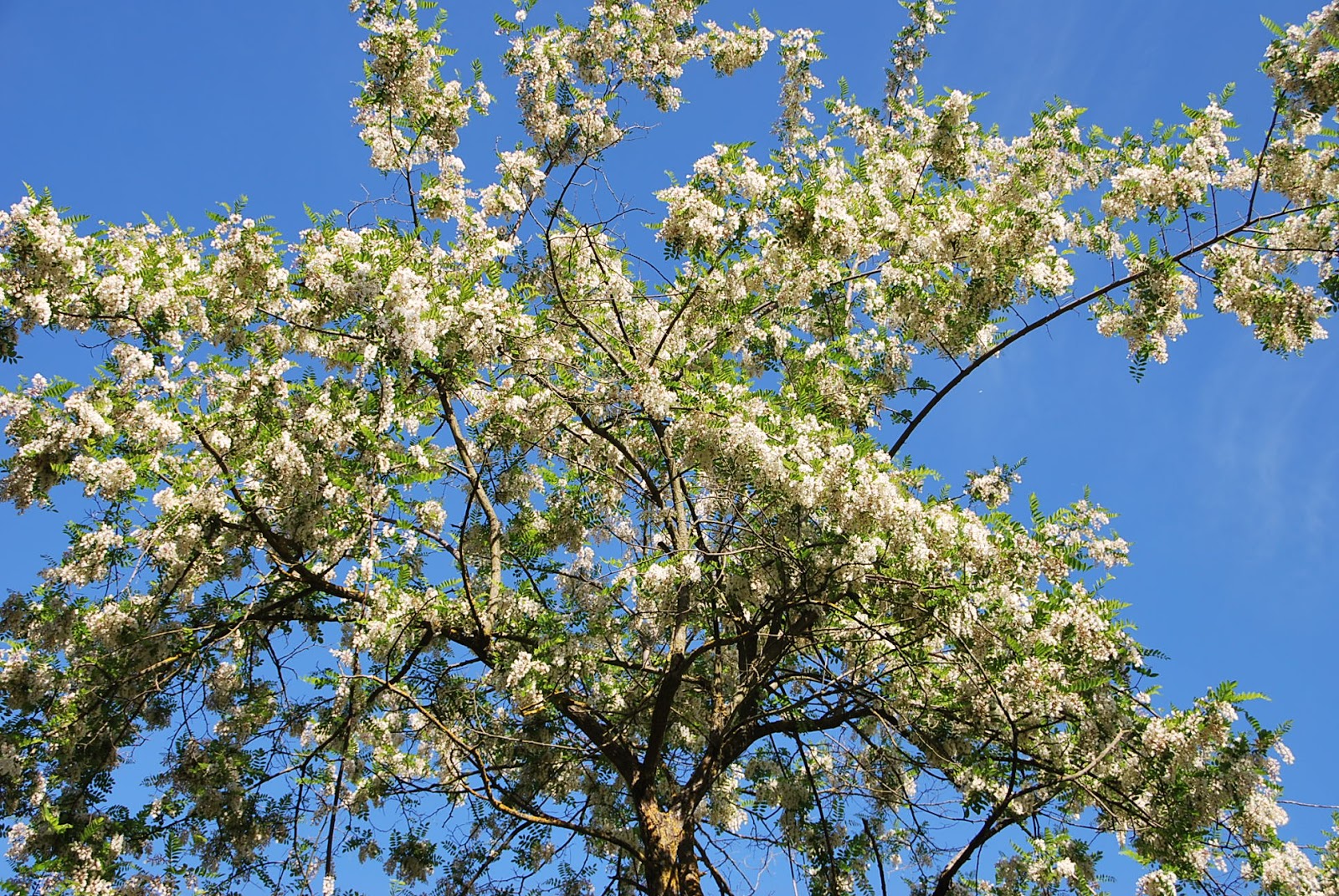 Fotos de flores ÁRBOLES Y FLORES DE LAS ACACIAS