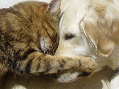 Funny Pictures Of Cats And Dogs Together