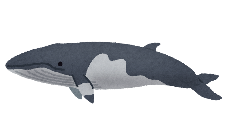 ミンククジラのイラスト 鯨 かわいいフリー素材集 いらすとや