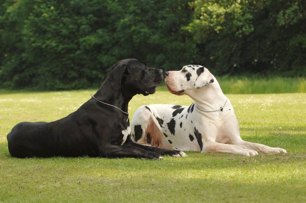 Dog breeds originating in Germany