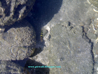 Coral in the St. Martin's Island