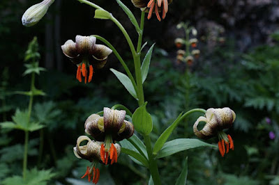 Лилия реснитчатая (Lilium ciliatum)
