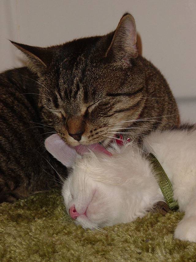 Two cats making love