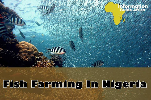 How To Start Small Scale Fish Farming In Nigeria