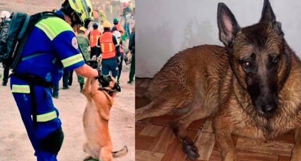 Se roban a ’’Maya’, la perrita rescatista que salvó vidas en la CDMX.