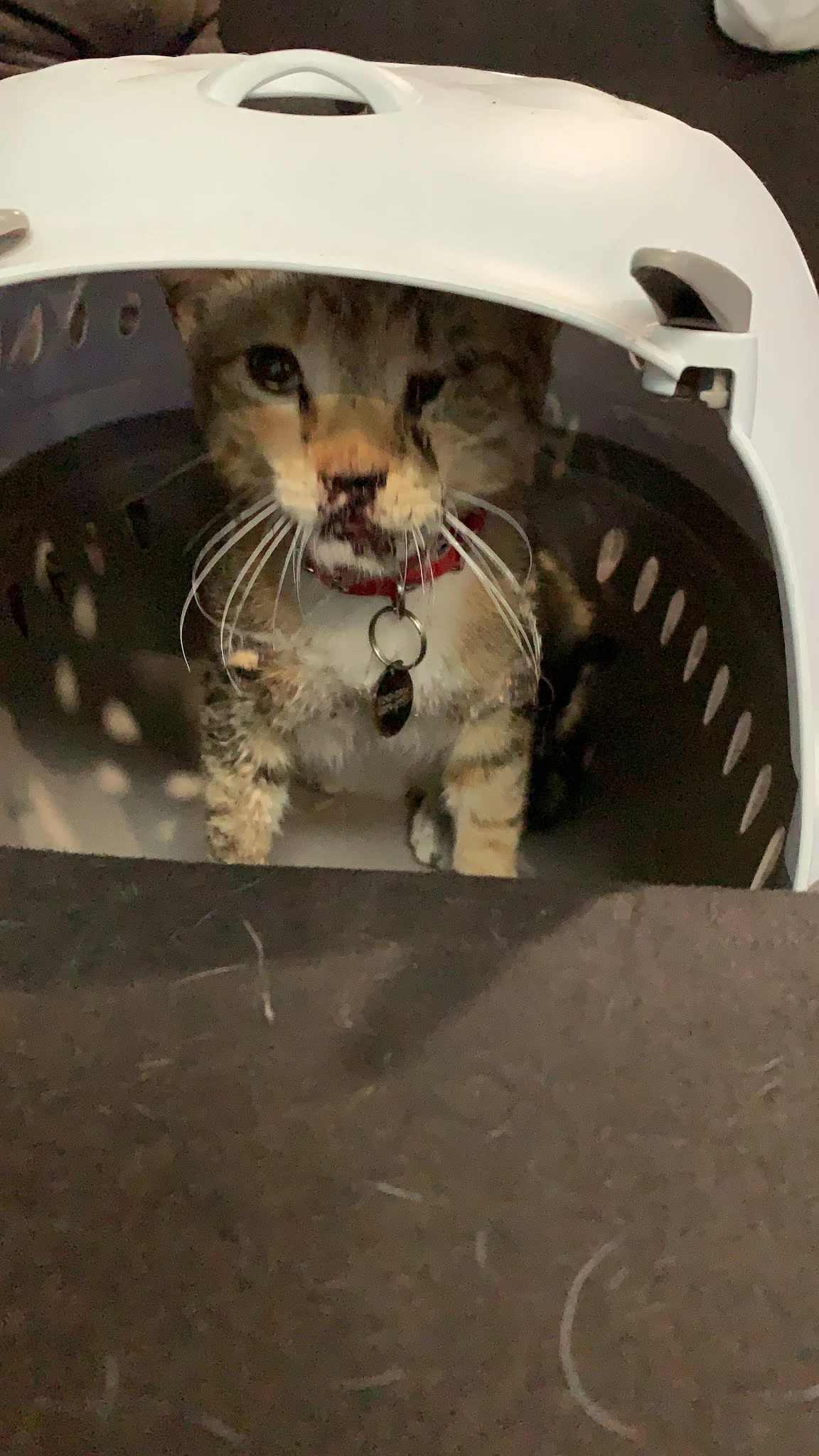 Gatito accidentado luego de escaparse de casa