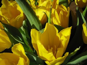 Tulips Tulips