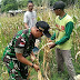 Warga dusun Dubasa ajak satgas TNI panen jagung