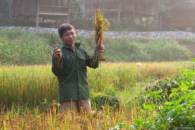 Morning in Ban Hieu, Pu Luong Nature Reserve. Farmer harvesting rice on muddy field at Ban Hieu