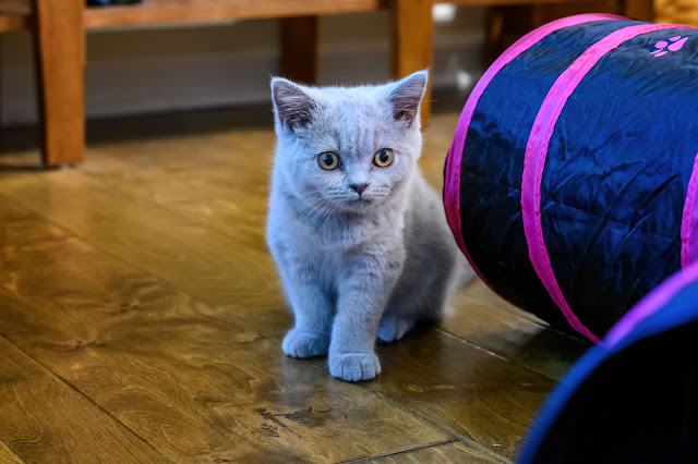 Jujube - Lilac British Shorthair kitten