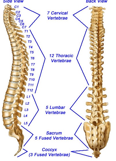 Daftar Tulang Di Area Tulang Belakang Manusia