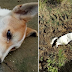 Anjing Menitis Air Mata Menahan Kesakitan Akibat Diracun Penjenayah Selepas Gagalkan Cubaan Merompak