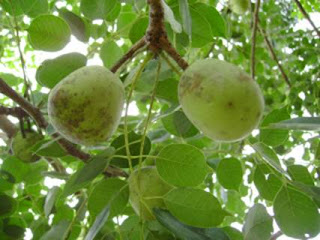 O óleo de marula feito a partir do núcleo da semente, é usado na África como protetor antioxidante da pele. 