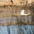 A garza branca, un novo integrante da fauna Ourensá.