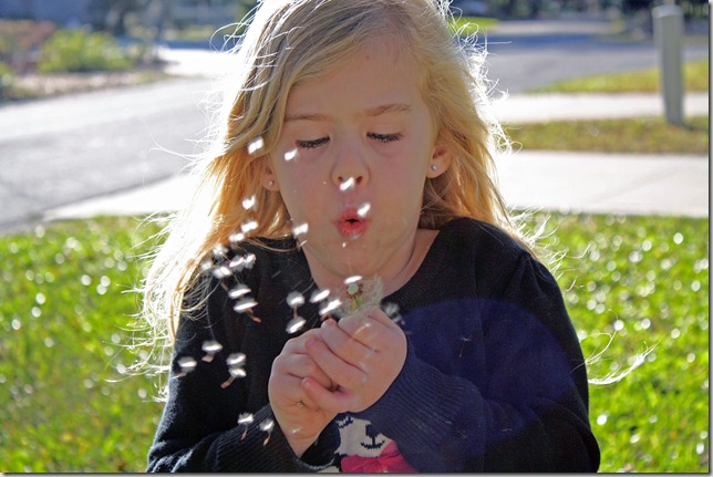 dandelion dandelion