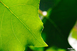 Fotosíntesis