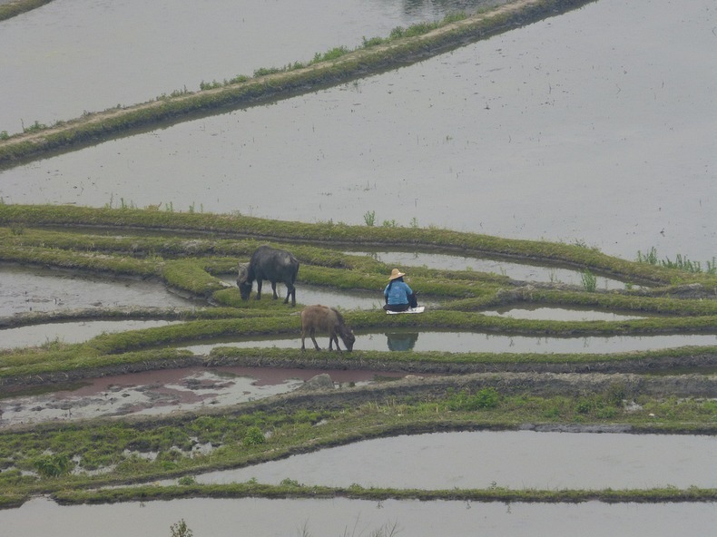 yunnan-rice-terraces-12