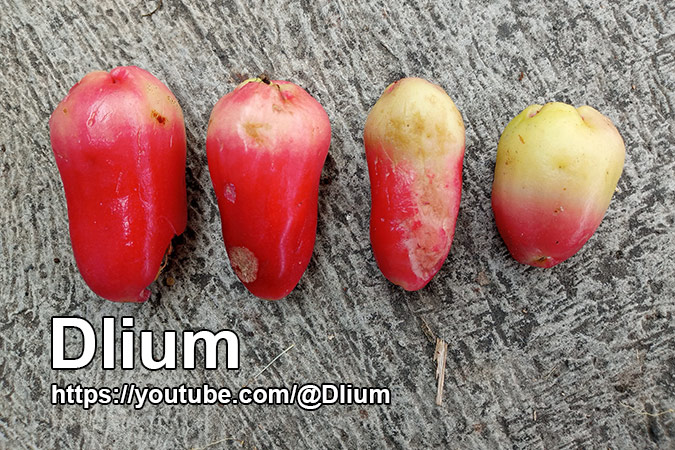 Dlium Java apple (Syzygium samarangense)