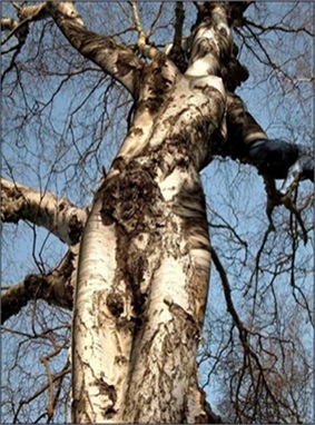 8. Lady Tree The Lady Tree