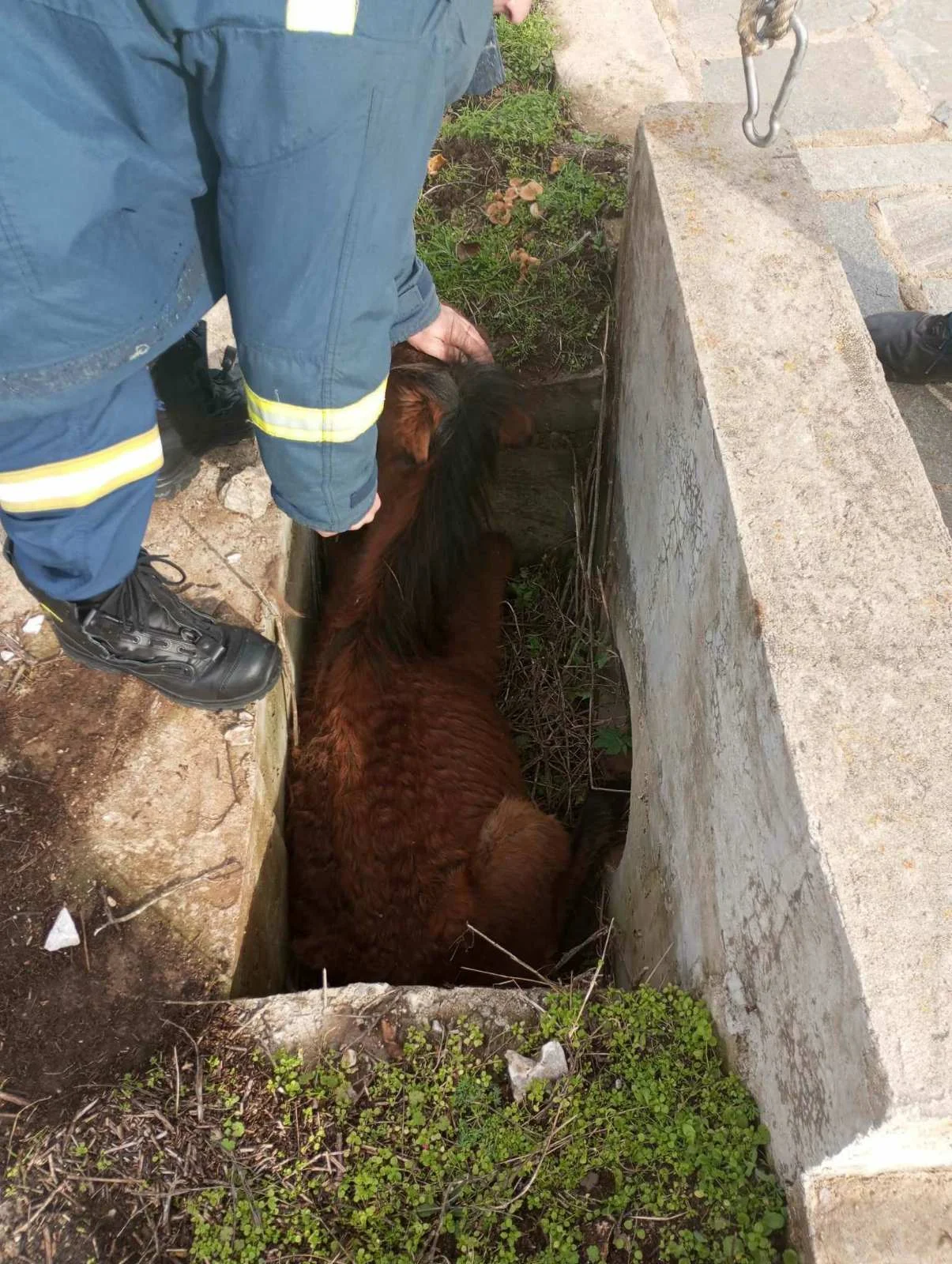 Ξάνθη: Πυροσβέστες διέσωσαν άλογο – Είχε εγκλωβιστεί σε στενό φρεάτιο [ΦΩΤΟ]