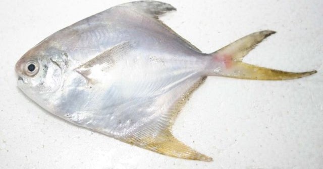 Manfaat dan Kandungan Gizi  Dari Ikan Dorang Resep 