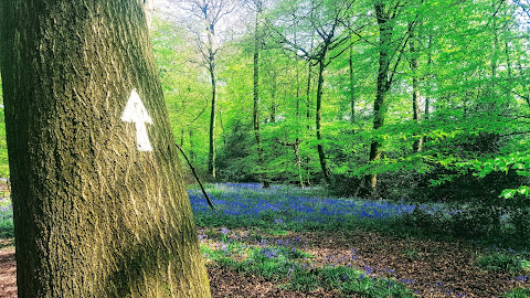 a sea of bluebells in a forest