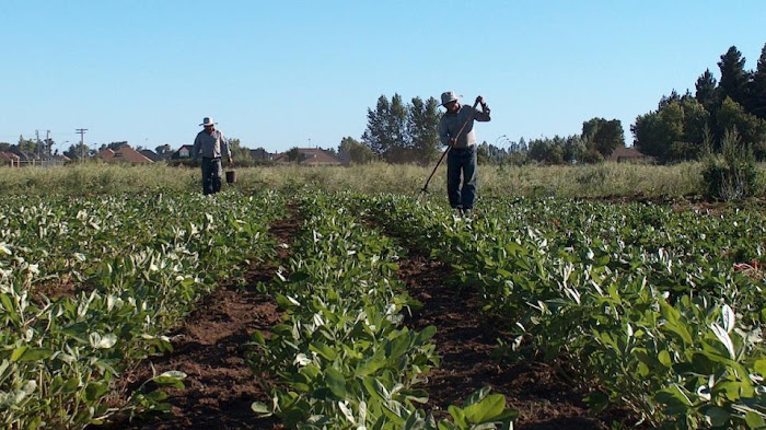 Campo: nuevas remuneraciones que rigen para el desmalezado manual en la Provincia de Santa Fe