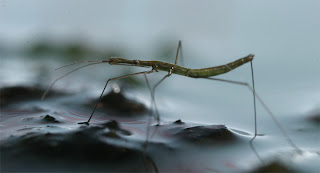  Perhatikanlah serangga yang sedang membisu di atas permukaan air Pintar Pelajaran Pengertian Fluida Statis dan Dinamis, Massa Jenis, Tekanan Hidrostatis Total, Aplikasi, Tegangan Permukaan, Rumus, Contoh Soal, Kunci Jawaban