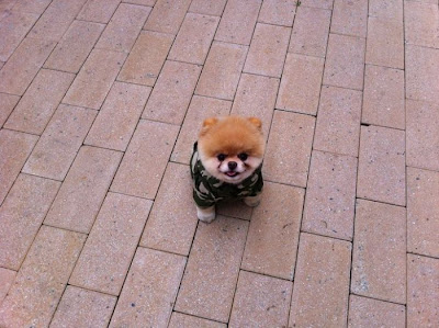 Meet Boo the Cutest Pomeranian Dog Seen On www.coolpicturegallery.us