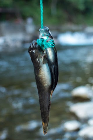 Ikan Bungkuih Si Kecil Hitam Yang Berharga Mahal Di Pemandian Lubuak Jambu Padang Pariaman