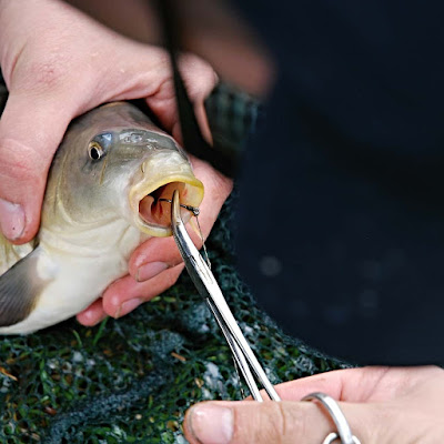 umpan mancing ikan mas