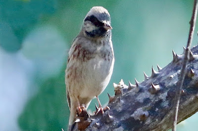 "A White-capped Bunting (Emberiza stewarti) sits on a branch, exhibiting its distinctive plumage of a white crown and chestnut body. Its beak is pointing slightly upward as it gazes into the distant."